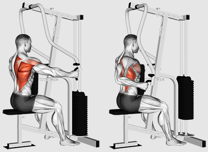 آیا باید روی ردیف ها یا کشش ها برای آموزش بهتر به عقب تمرکز کنیم؟